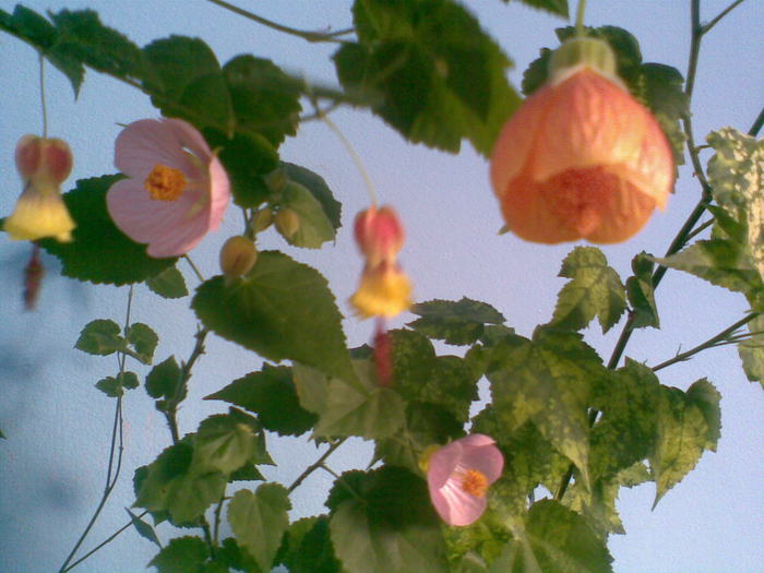  - ABUTILON-2010