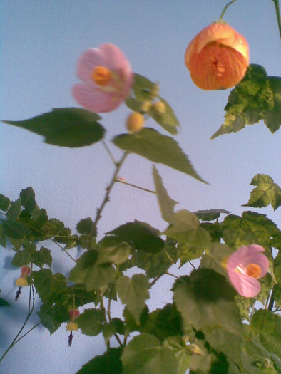  - ABUTILON-2010