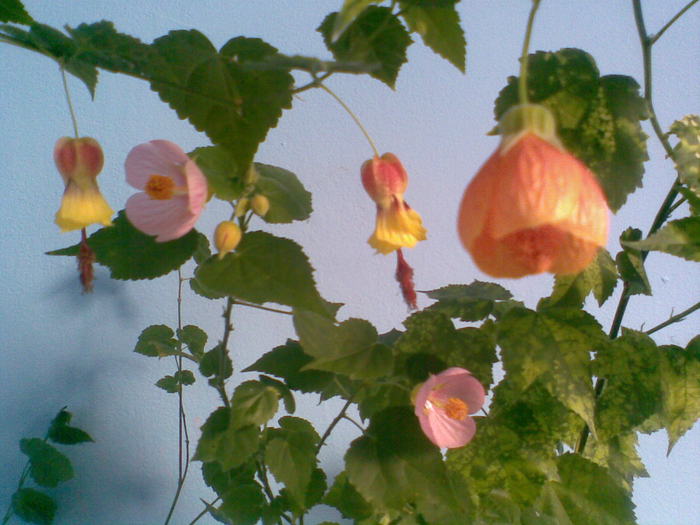 13 martie - ABUTILON-2010