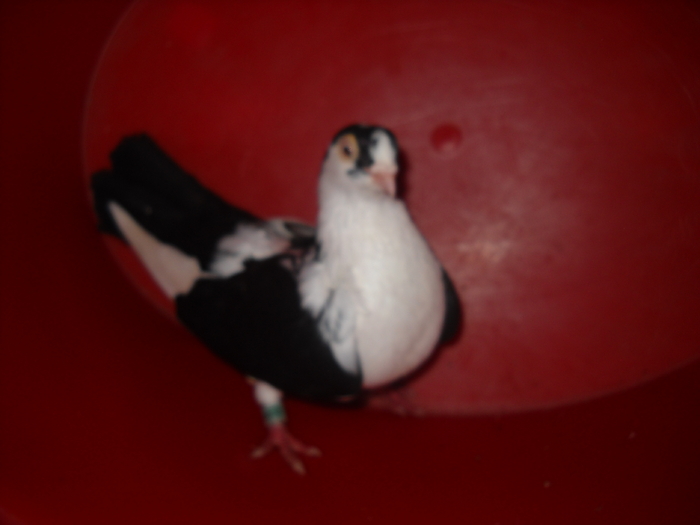 Picture 191