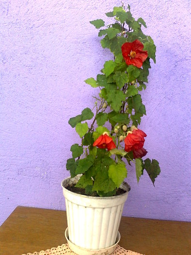 1 - abutilon-de  vanzare iulie 2012