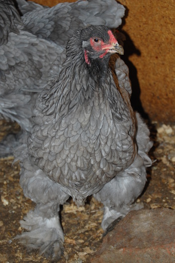 gaina brahma albastru 3