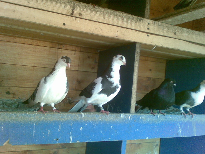 14032010(003) - poze 2010