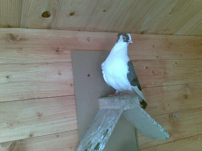 14032010(004) - poze 2010