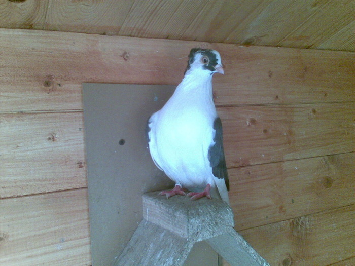 14032010(005) - poze 2010