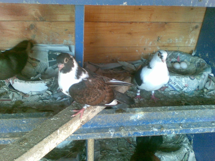 14032010(006) - poze 2010