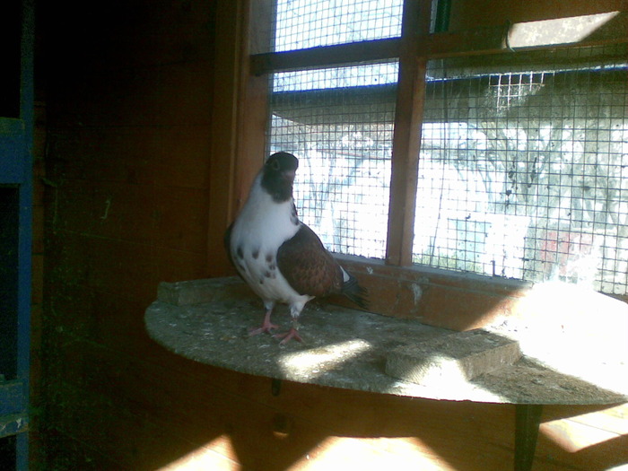 14032010 - poze 2010