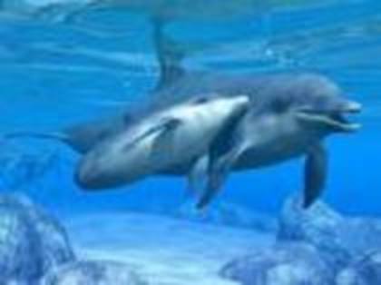 UWWOYKIMQOHGFBVBBWH - poze delfini