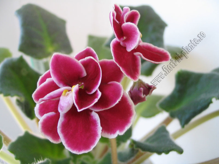 Saintpaulia Nancy 's Ribbon Candy 2 - VIOLETE AFRICANE  - Saintpaulia