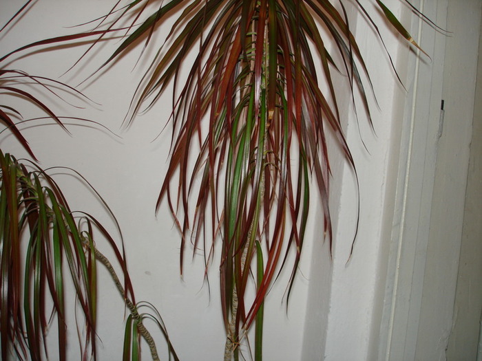 DSC00634_resize - Dracena 2