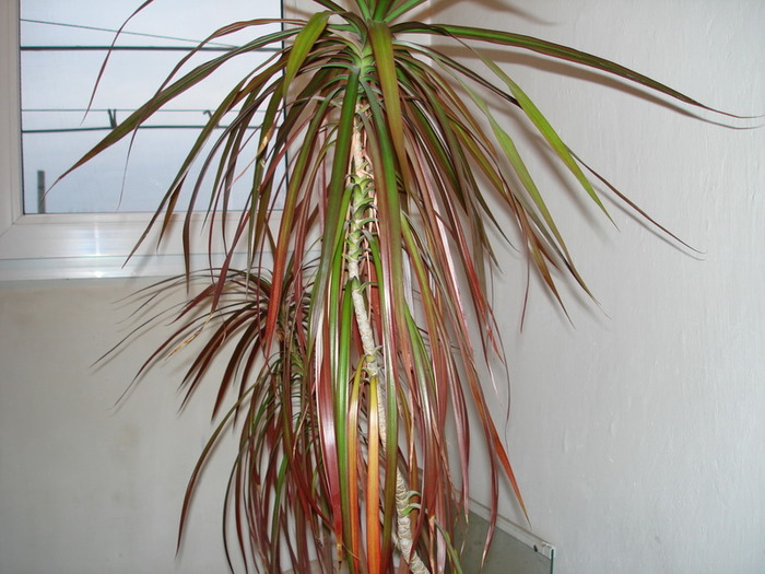 DSC00636_resize - Dracena 2