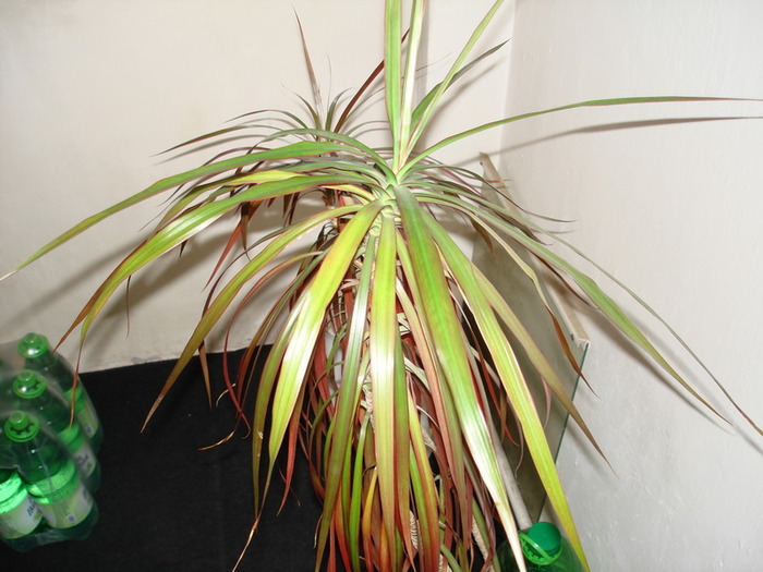 DSC00638_resize - Dracena 2