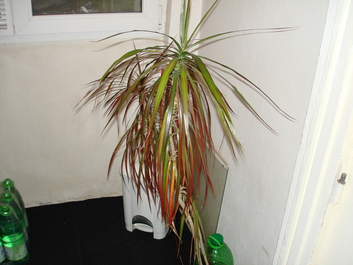 DSC00632_resize - Dracena 2