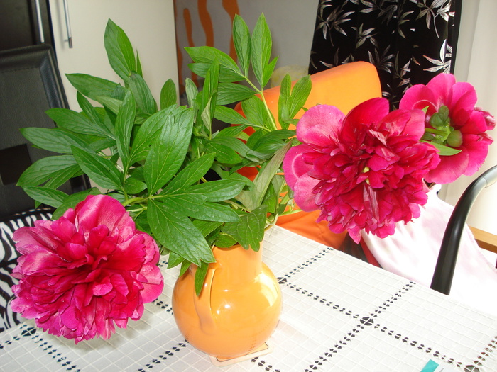 Paeonia Officionalis "Rubra Plena"