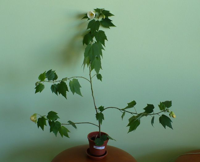 14 martie - ABUTILONI