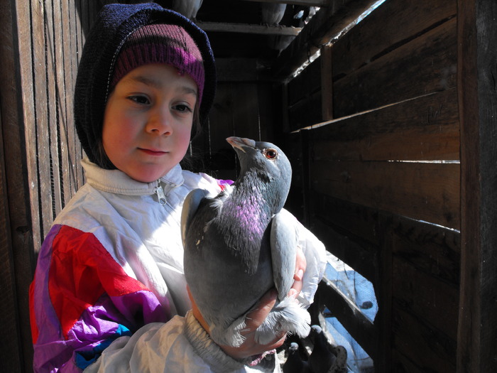 Porumbel de la Harsova dat de un crescator din suflet - Porumbei mei achizitionati in anul 2009