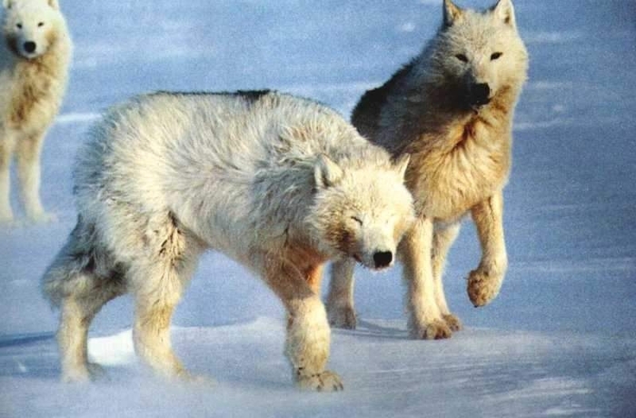 buyer Neglect possibility lupi de tundra - Wolf - andreeacalistru