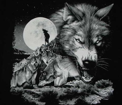 wolfpackbkc0 - Wolf