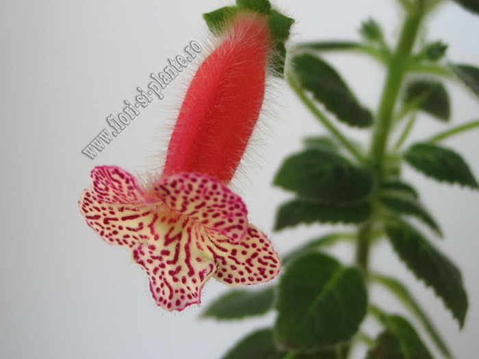 Kohleria Hanna Roberts 9