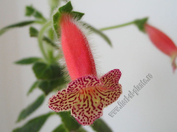 Kohleria Hanna Roberts 11