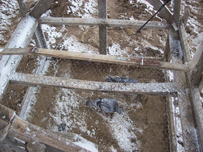 capcana huli; liatul din mijloc e cu 2 balamale cand al atinge leatul se pliaza si se anchid capacele cu arc
