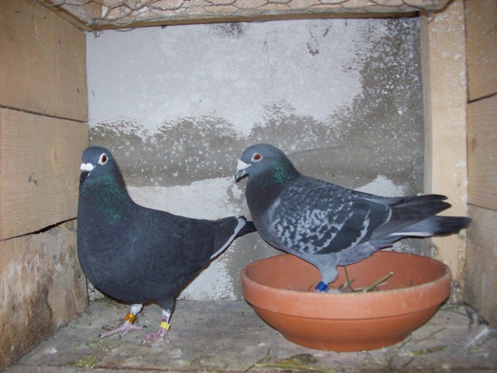 m.05.280351 norm. fond + maraton