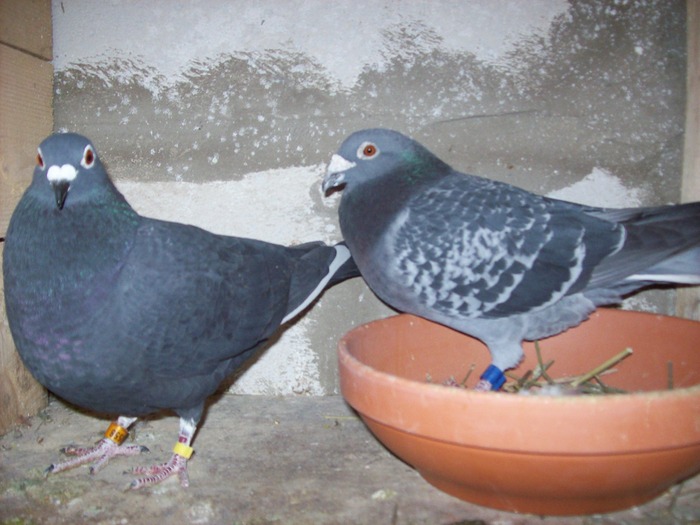 cuplu linie g. nour catalog 2007