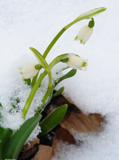 Luscute in lupta cu iarna - primavara la 15 martie