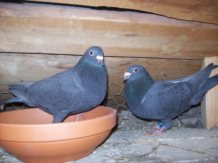 p.202050 de 06.turluianu+pavel