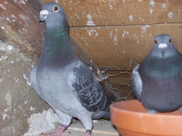 m.stichilbaut+f.nouwen-paesen