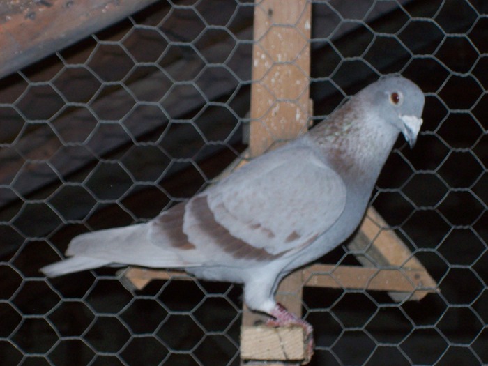norma fond - 1-poze porumbei