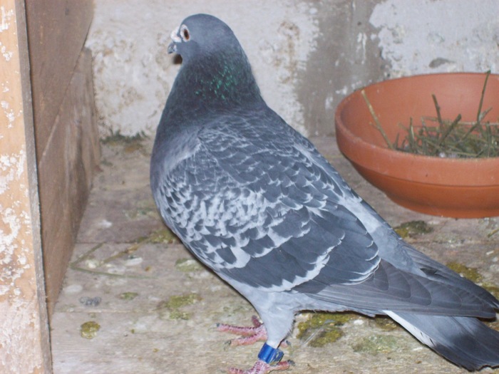 G.NOUR NORMA FON + MARATON 2007 - 1-poze porumbei