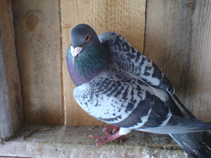 Porumboiul preferat 2008 - Porumbeii mei