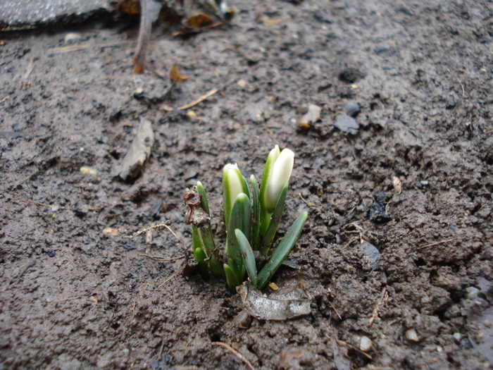 Galanthus nivalis (2010, February 25) - GHIOCEI_Galanthus nivalis