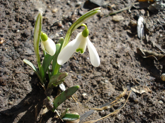 Ghiocei (2010, March 02)