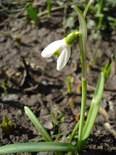 Ghiocei (2010, March 02) - GHIOCEI_Galanthus nivalis