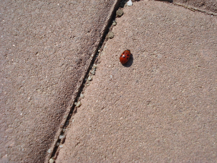 Ladybug_Buburuzica (2009, April 05) - 04 Garden in April