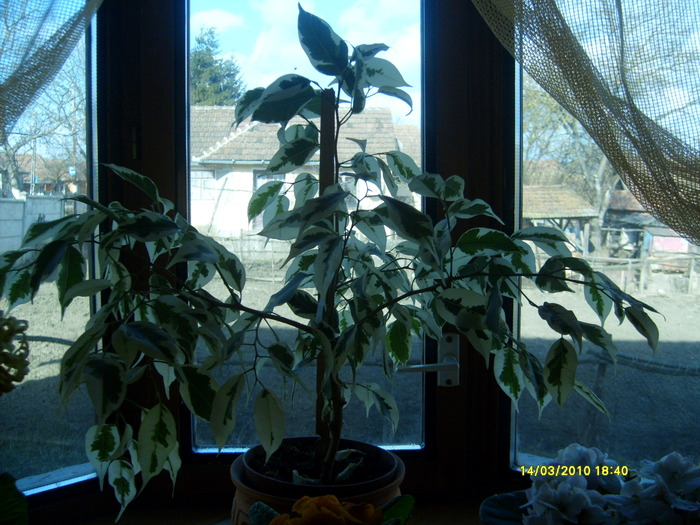 ficus benjamina - florile mele