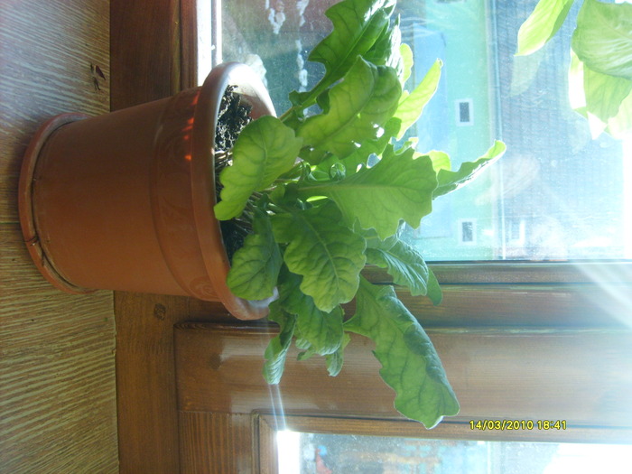 gerbera rosie - florile mele