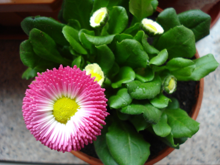 Bellis perennis (2010, March 08) - BELLIS Perennis