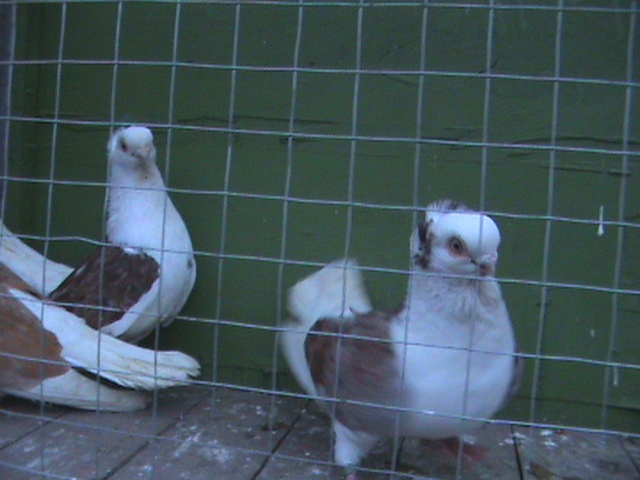 DSC01347 - jucatori de constanta