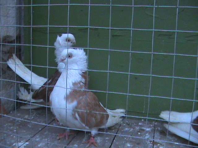 DSC01346 - jucatori de constanta