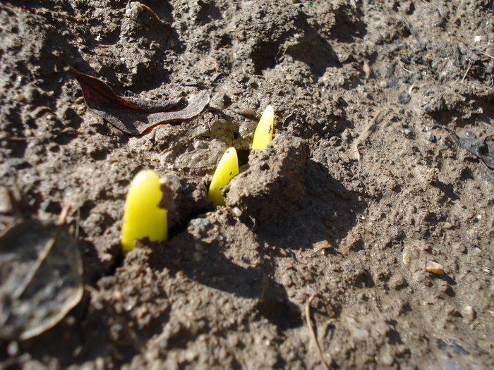 Hyacinthus_Zambile (2010, March 02) - 03 Garden in March