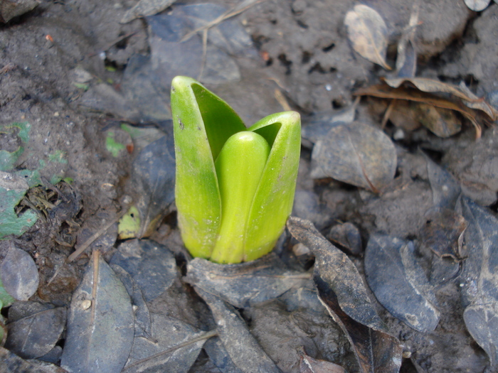 Hyacinthus_Zambile (2010, March 02) - 03 Garden in March