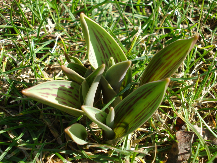 Tulips_Lalele (2010, March 02) - 03 Garden in March