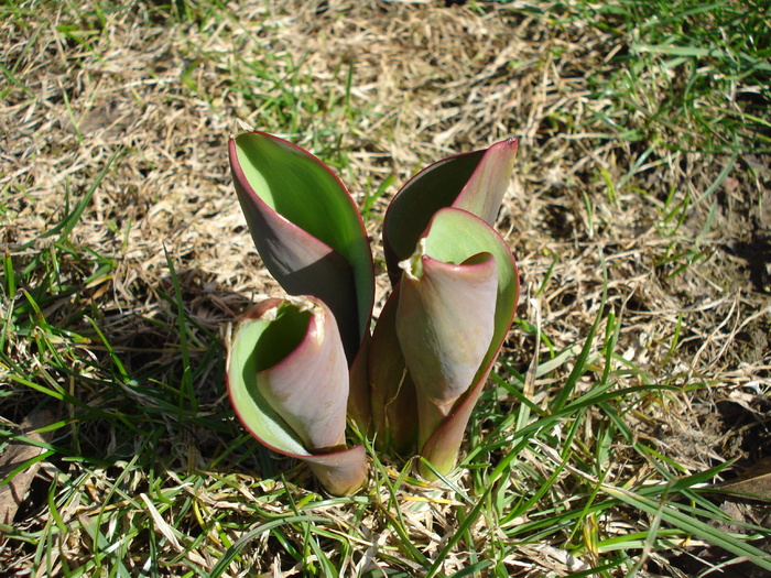 Tulips_Lalele (2010, March 02) - 03 Garden in March