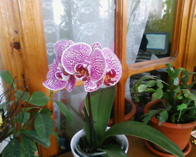  - phalaenopsis