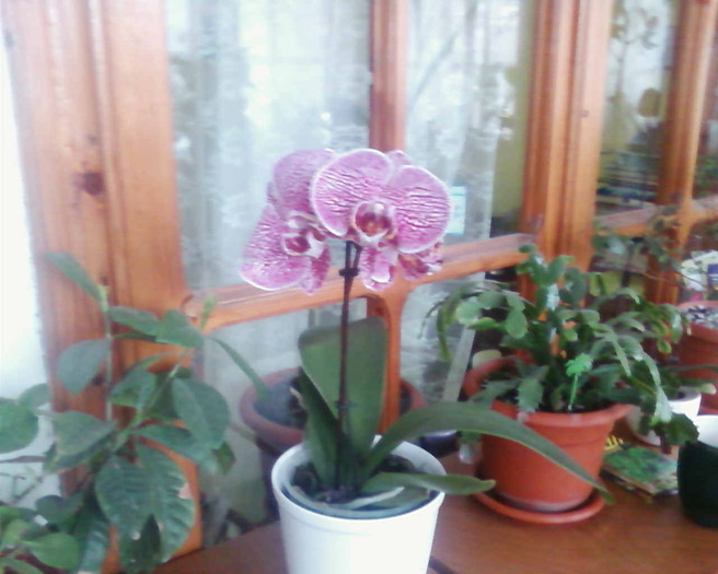  - phalaenopsis