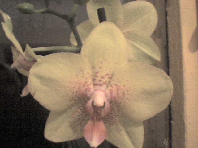 DSC00058 - phalaenopsis