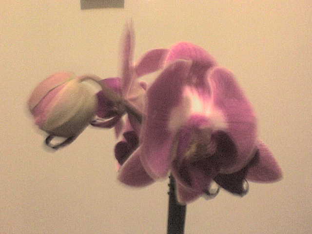  - phalaenopsis